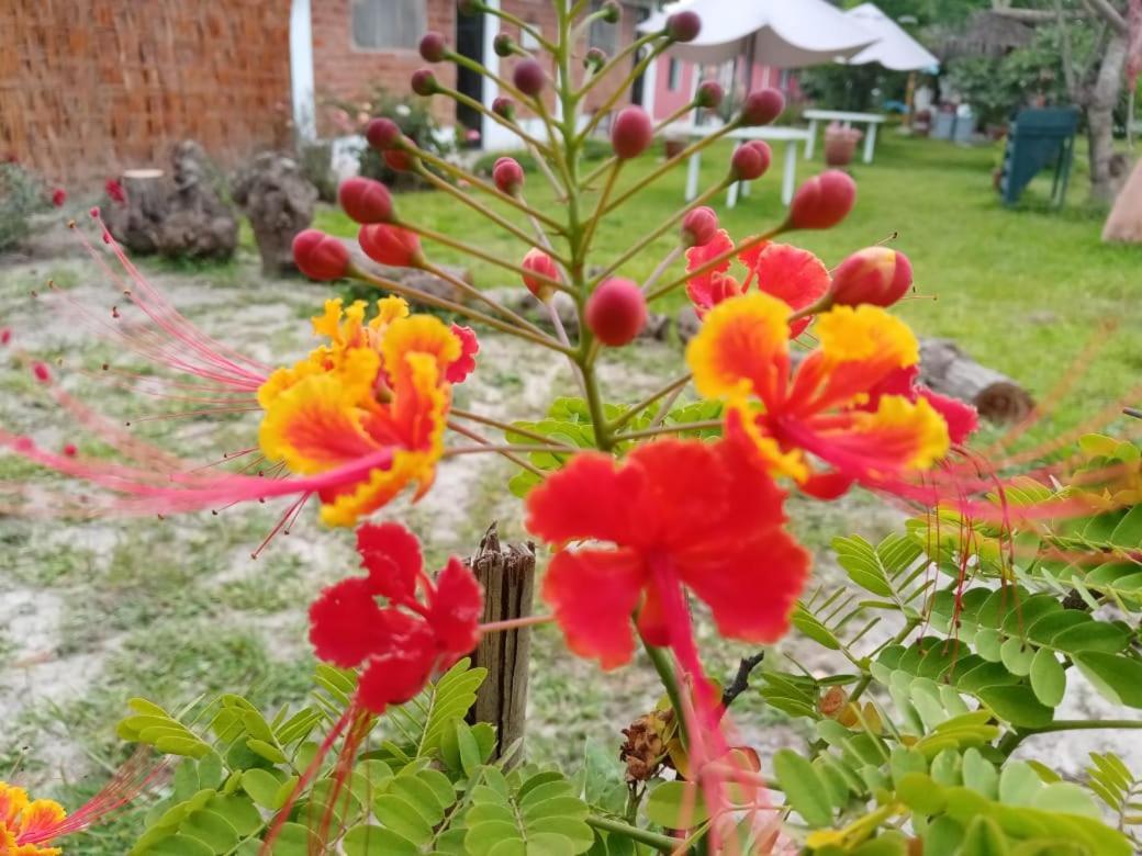La Vina De Oscar Guest House Nuevo Imperial ภายนอก รูปภาพ