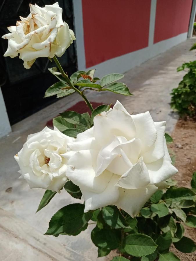La Vina De Oscar Guest House Nuevo Imperial ภายนอก รูปภาพ